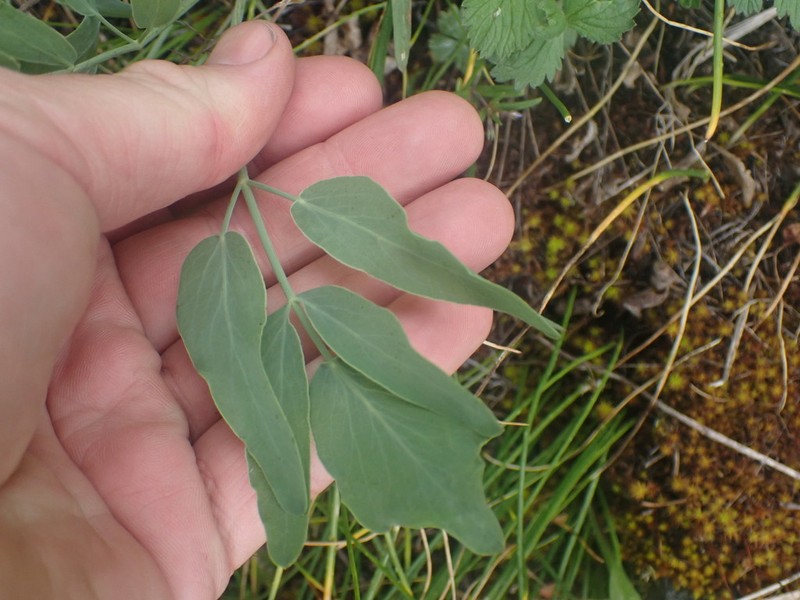 Barestem Biscuitroot photo 5
