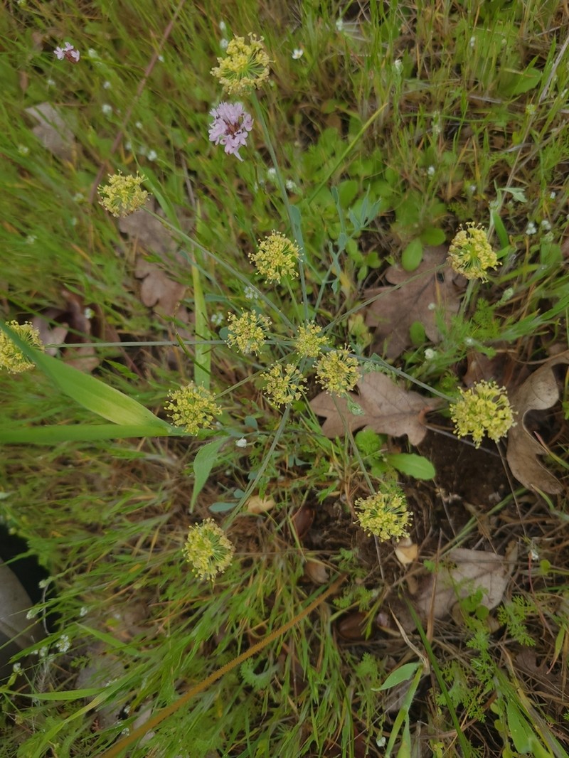 Barestem Biscuitroot photo 6