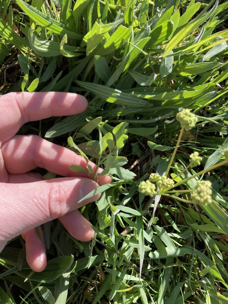 Barestem Biscuitroot photo 7