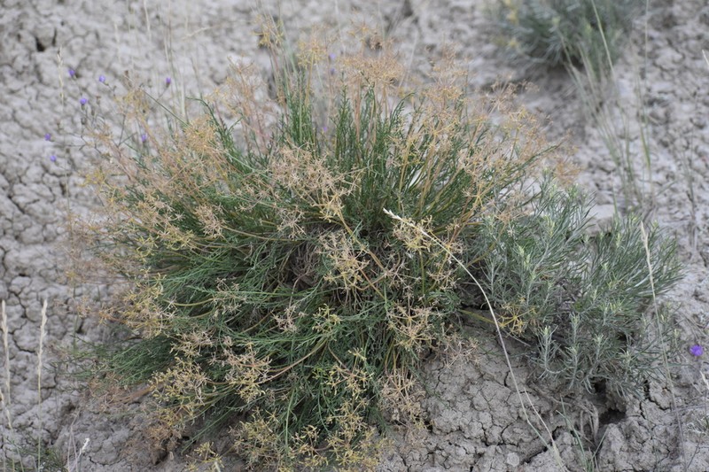 Nuttall'S Biscuitroot photo 3