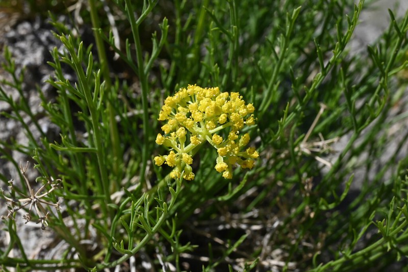 Nuttall'S Biscuitroot photo 4
