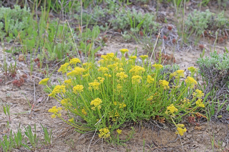 Nuttall'S Biscuitroot photo 6