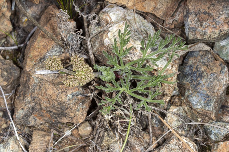 Mt. Hamilton Desertparsley photo 2