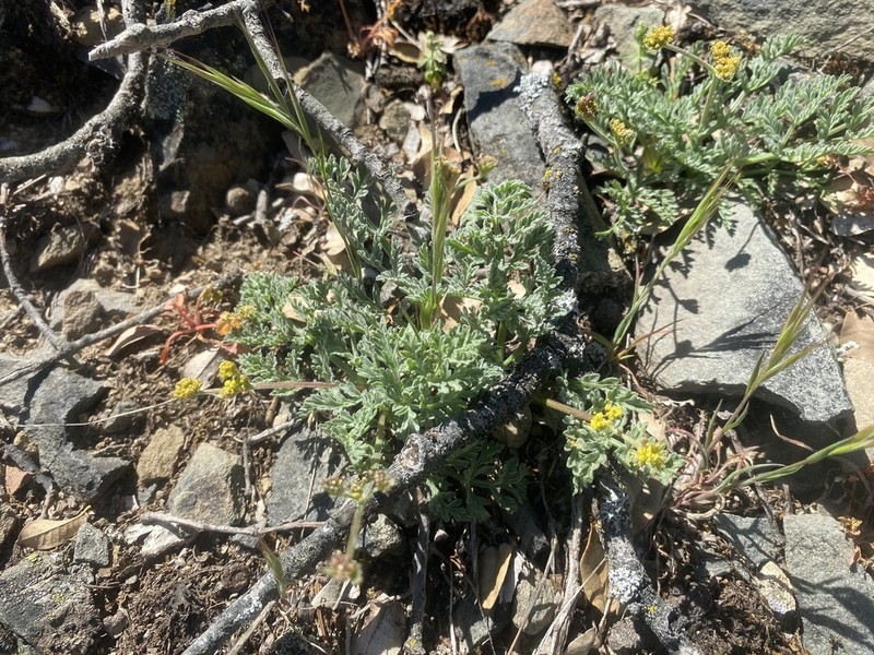 Mt. Hamilton Desertparsley photo 3