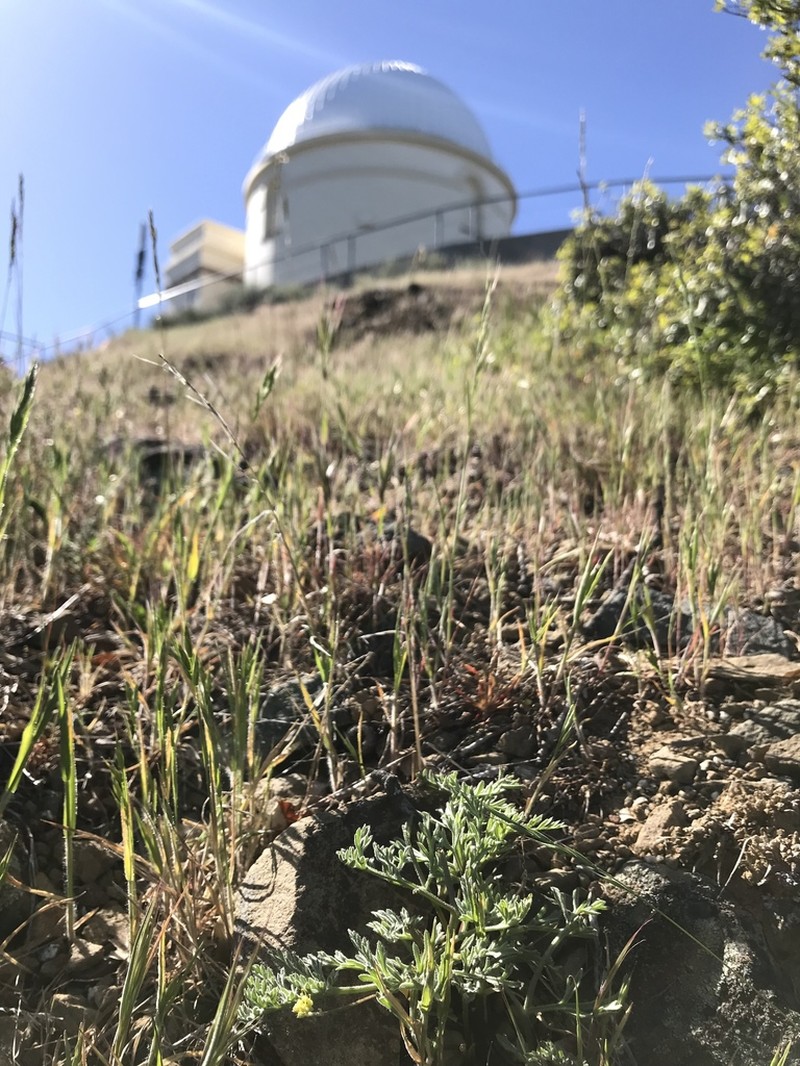 Mt. Hamilton Desertparsley photo 4
