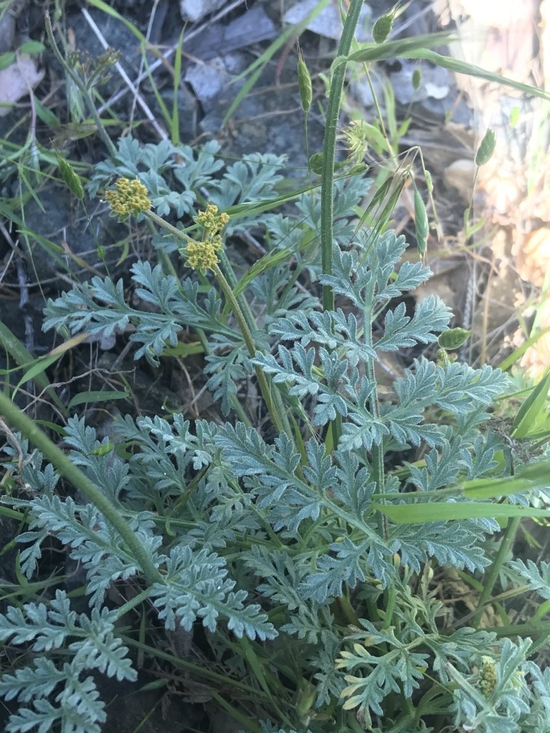 Mt. Hamilton Desertparsley photo 5