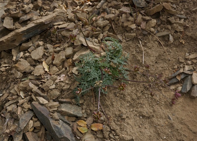 Mt. Hamilton Desertparsley photo 6