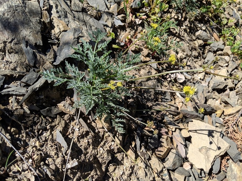Mt. Hamilton Desertparsley photo 7