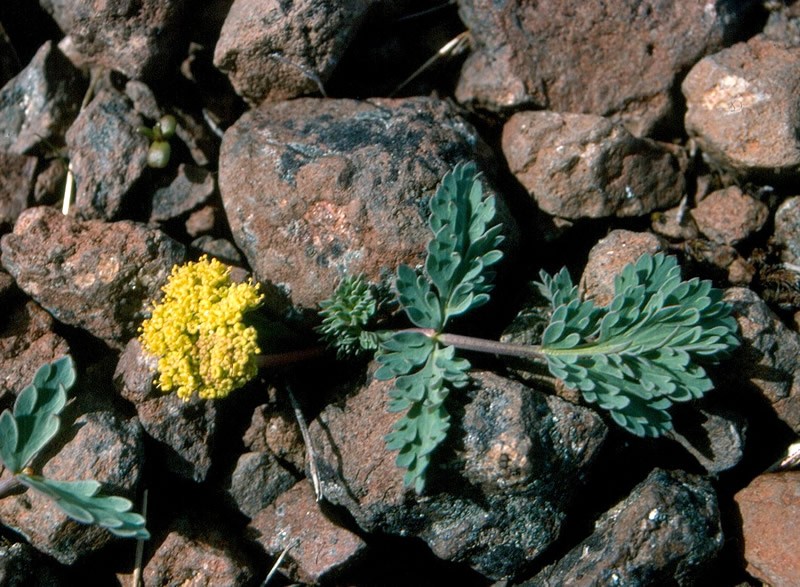 Ochoco Lomatium
