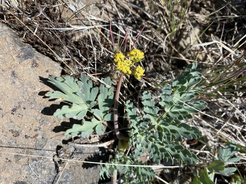 Ochoco Lomatium photo 3