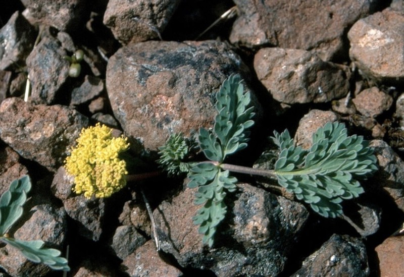 Ochoco Lomatium photo 4
