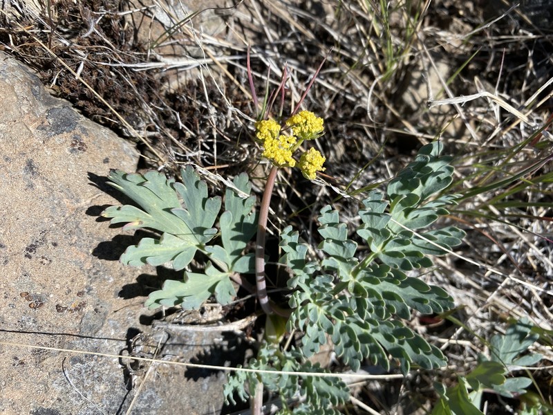 Ochoco Lomatium photo 5