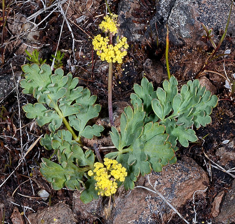 Ochoco Lomatium photo 6