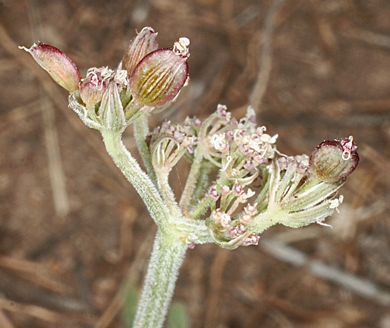 Northern Idaho Biscuitroot photo 2