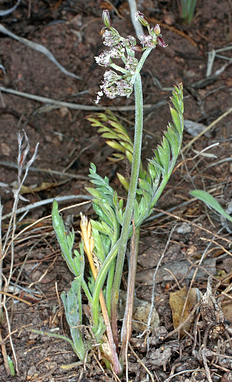 Northern Idaho Biscuitroot photo 4