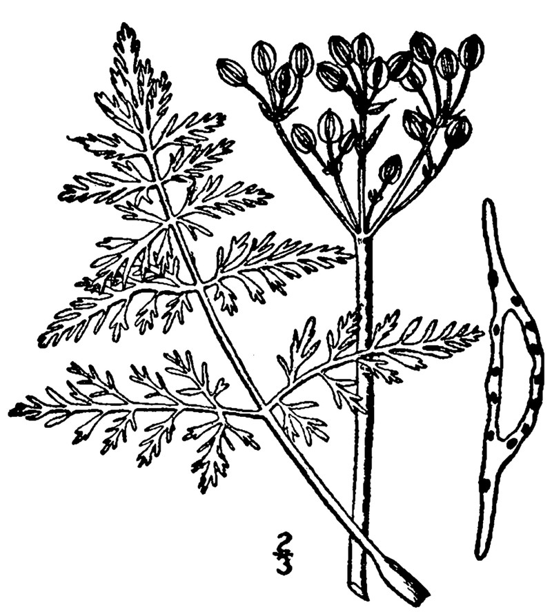 Northern Idaho Biscuitroot photo 5