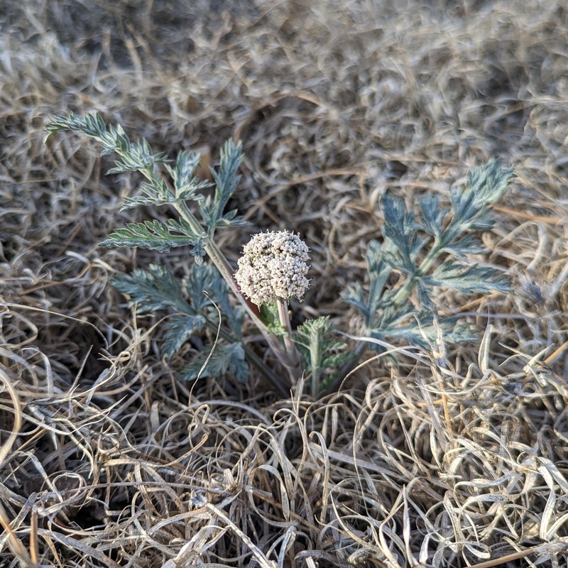 Northern Idaho Biscuitroot
