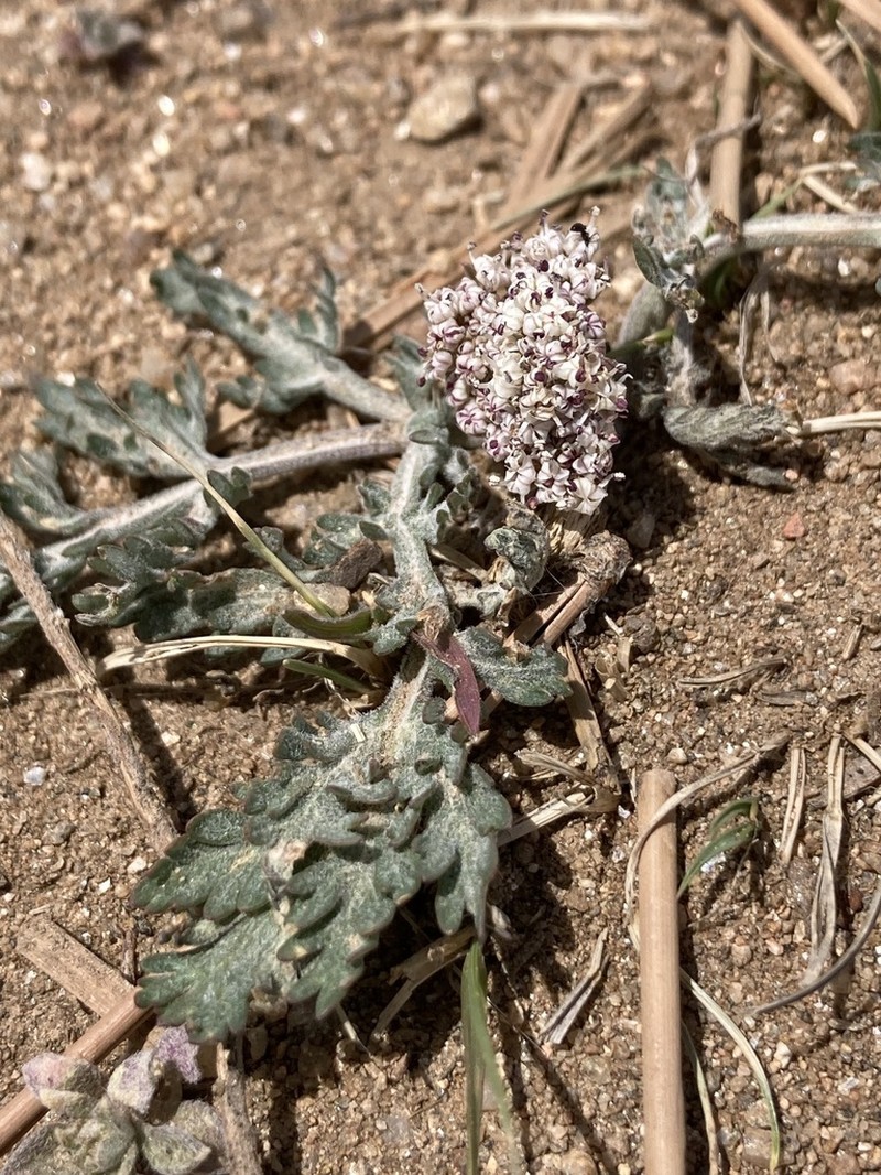 Northern Idaho Biscuitroot photo 5