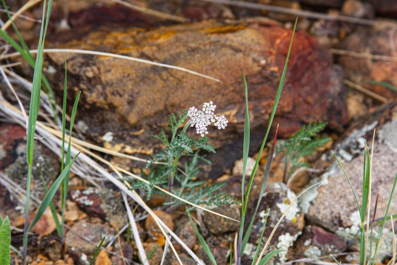 Northern Idaho Biscuitroot photo 6