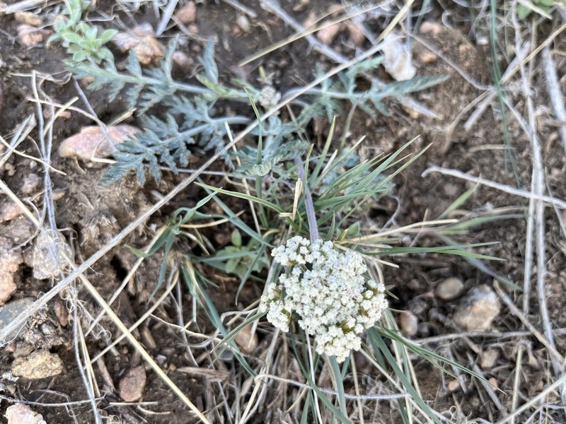 Northern Idaho Biscuitroot photo 7