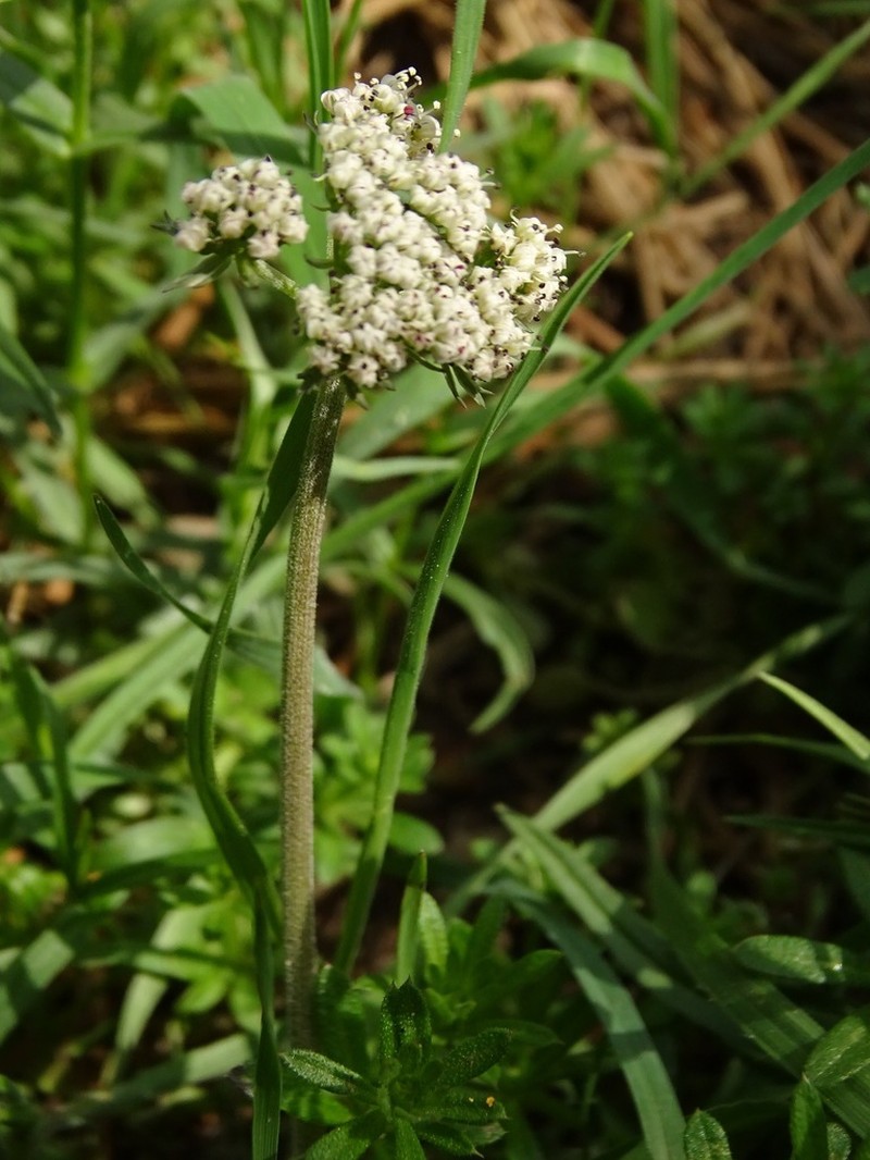 Northern Idaho Biscuitroot photo 8