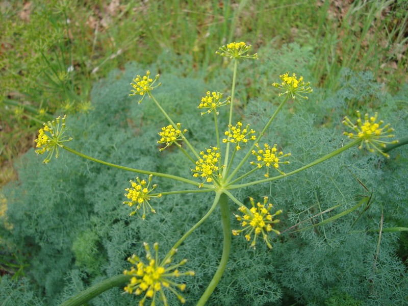 Lomatium papilioniferum photo 2