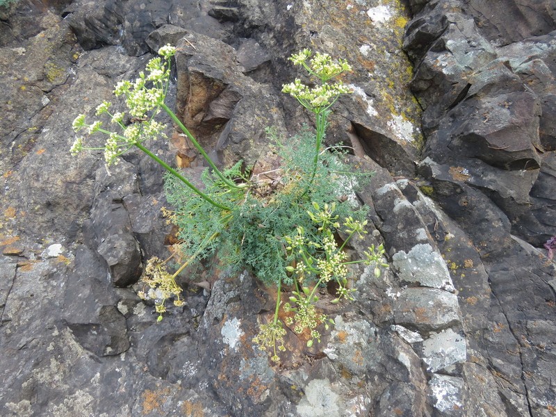 Lomatium papilioniferum photo 3
