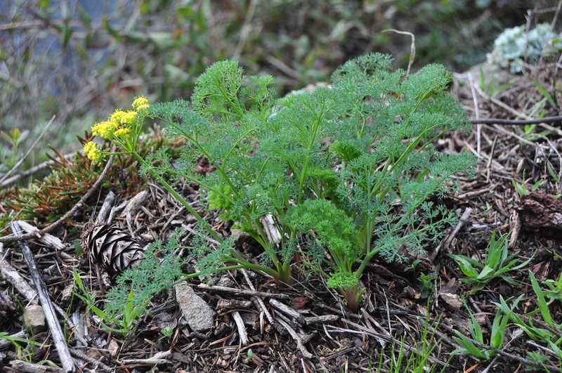 Lomatium papilioniferum photo 4