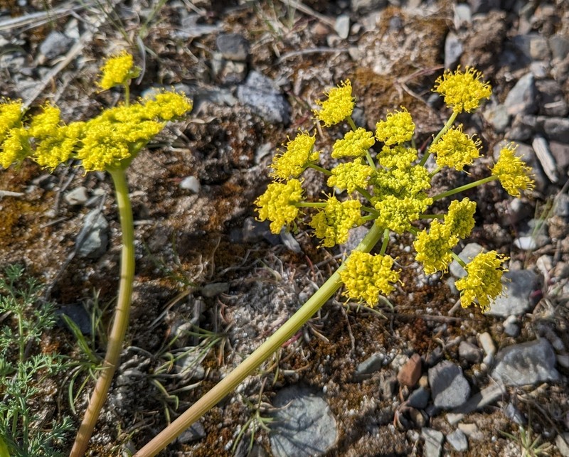 Lomatium papilioniferum photo 5