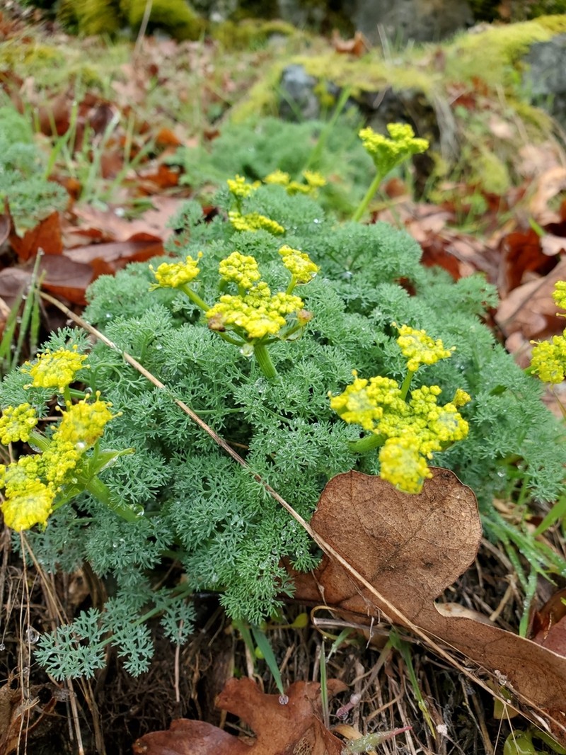 Lomatium papilioniferum photo 6