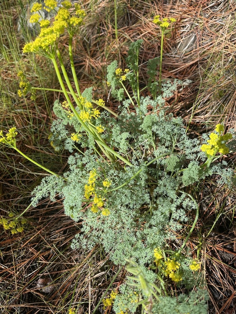Lomatium papilioniferum photo 7