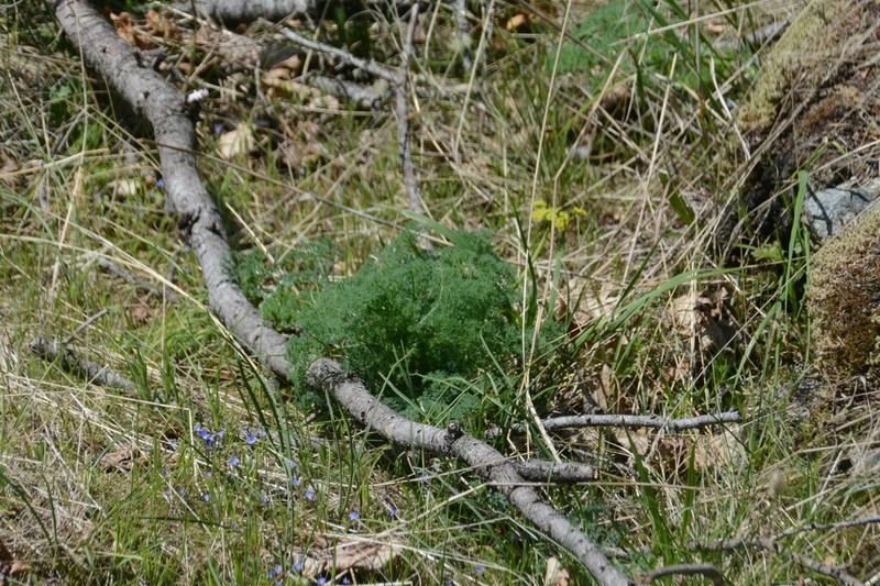Lomatium papilioniferum photo 8