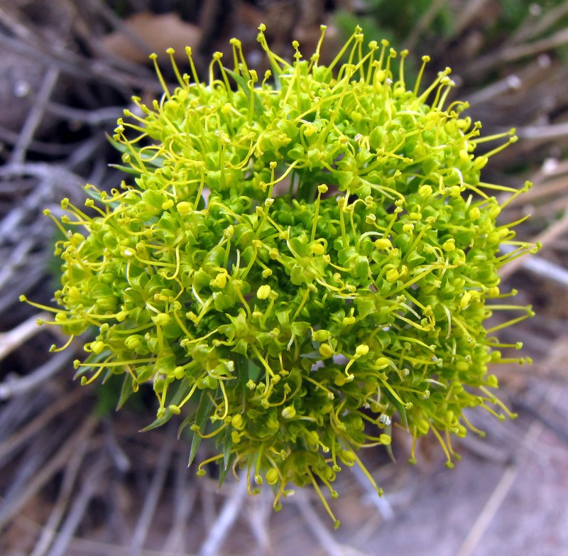 Utah Desertparsley