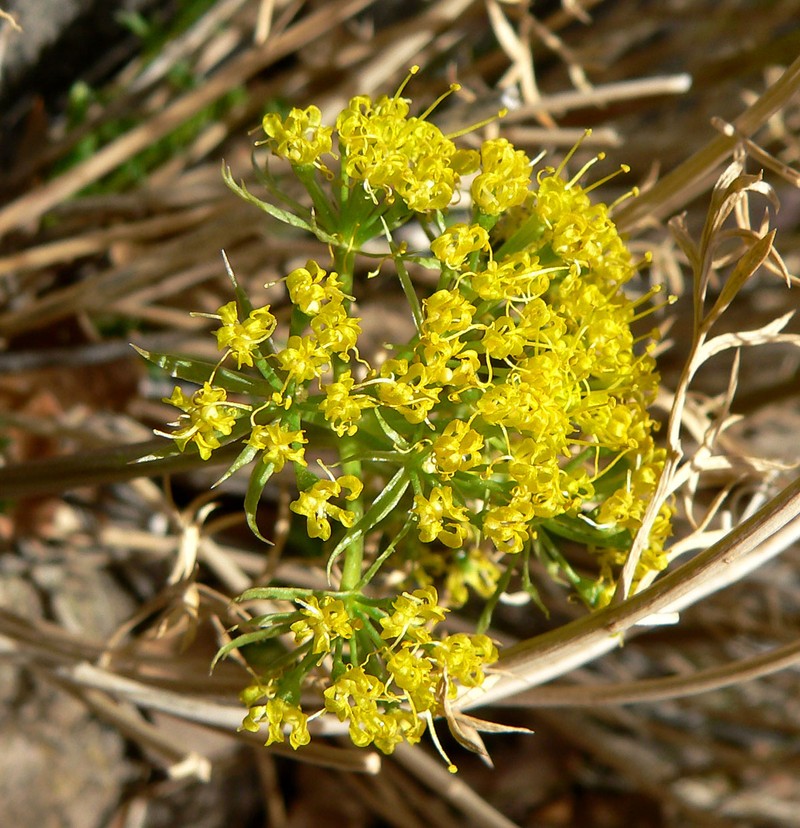 Utah Desertparsley photo 2