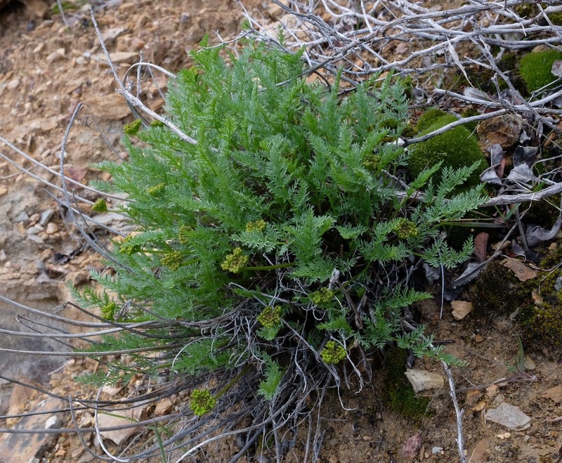 Utah Desertparsley photo 3