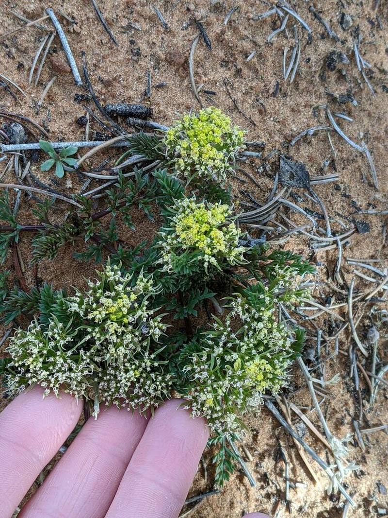 Utah Desertparsley photo 4