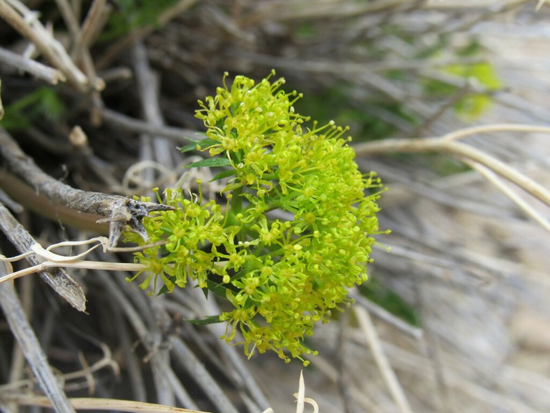 Utah Desertparsley photo 5