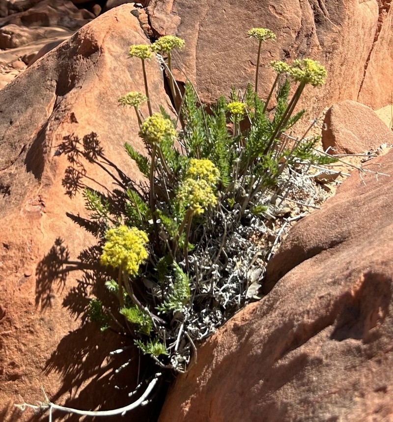 Utah Desertparsley photo 6
