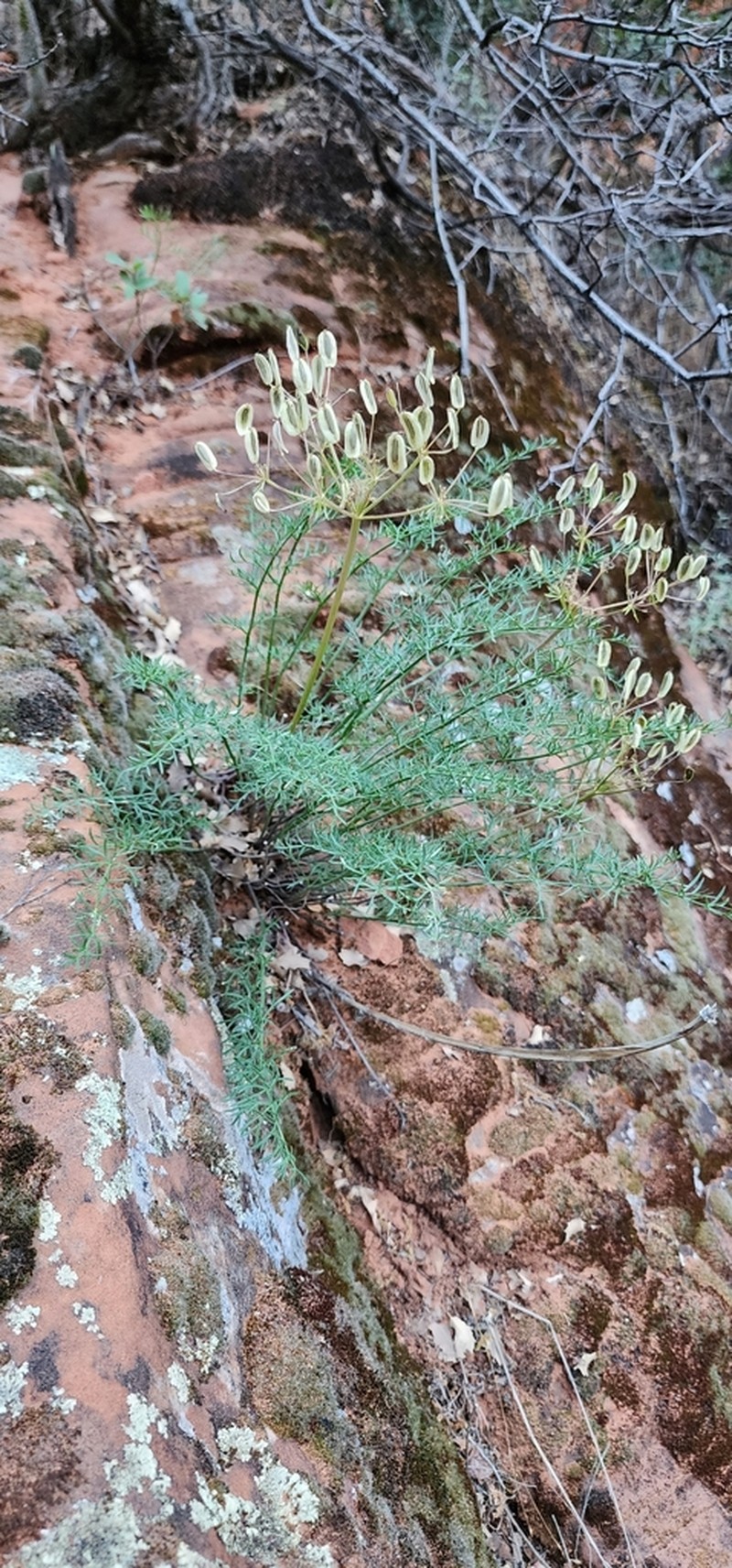 Utah Desertparsley photo 7