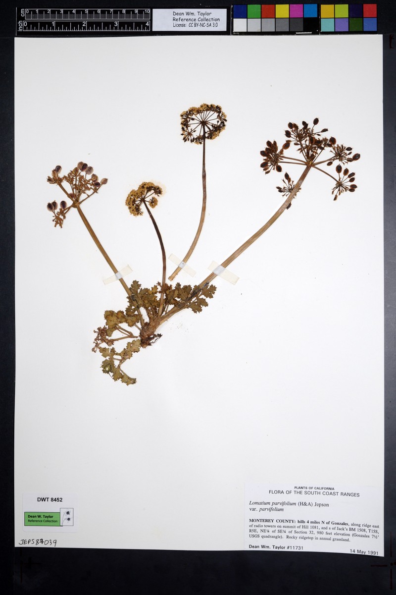 Coastal Biscuitroot photo 2