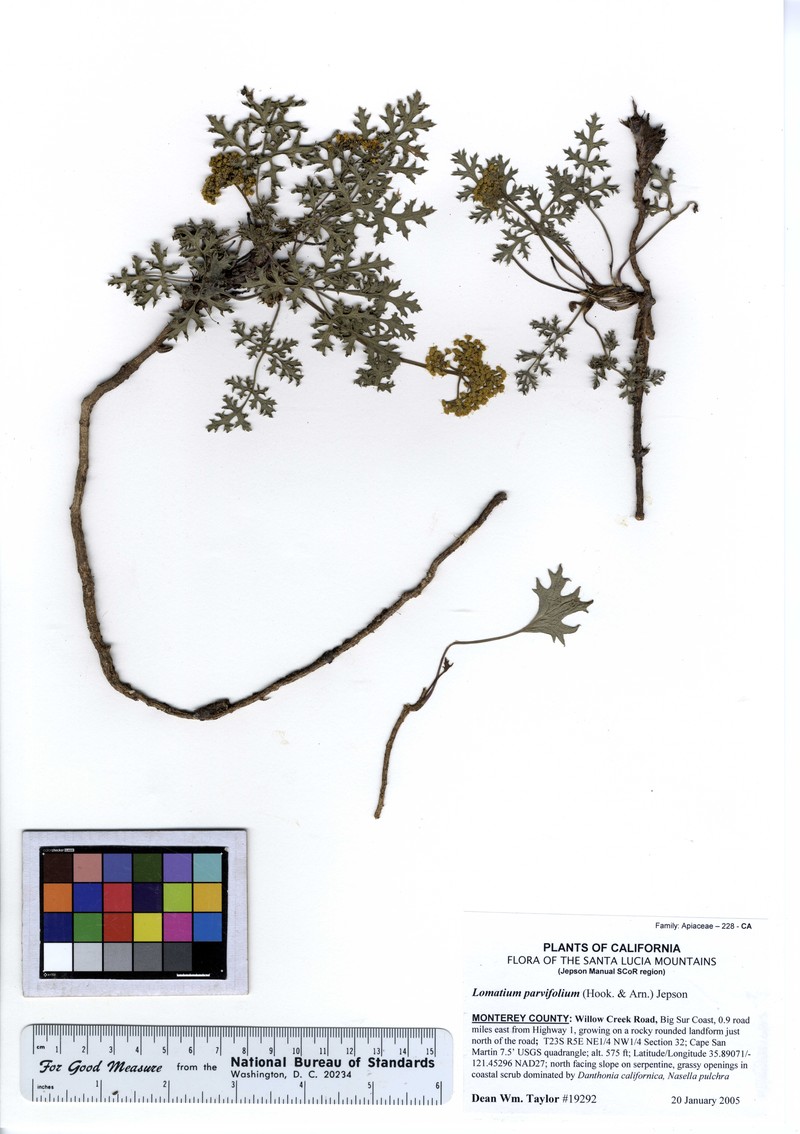 Coastal Biscuitroot