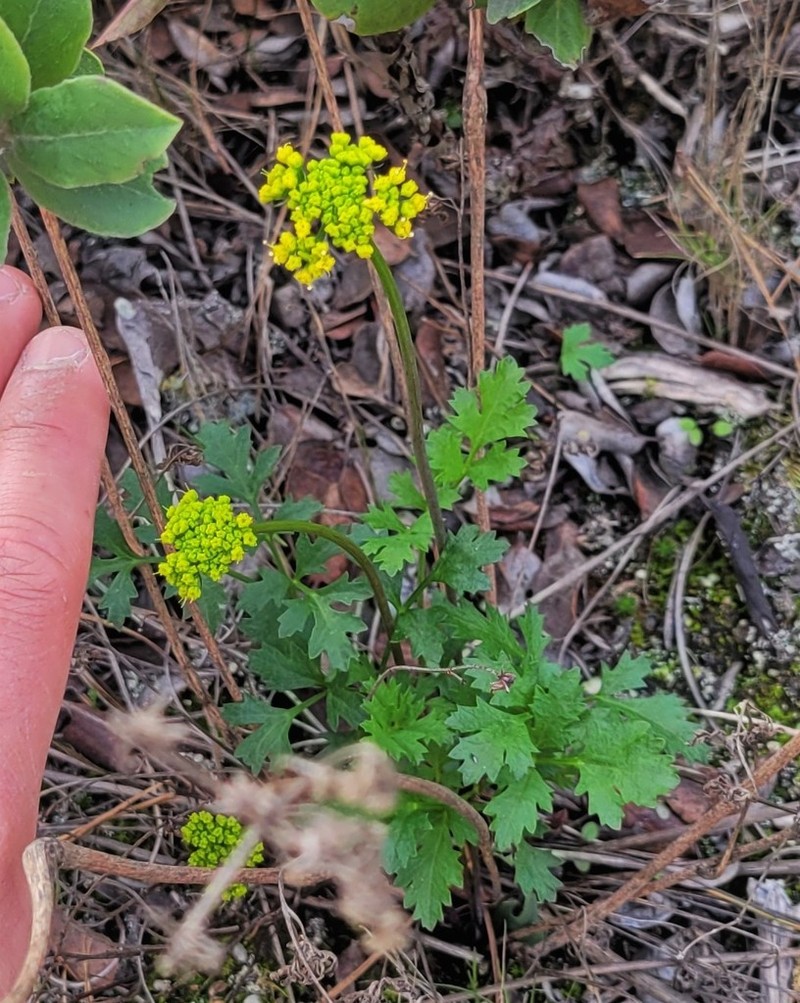 Coastal Biscuitroot photo 3