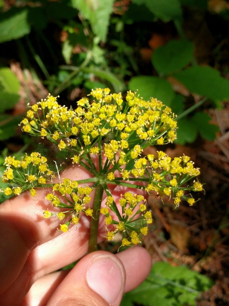Coastal Biscuitroot photo 5