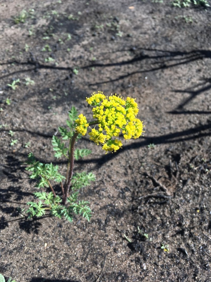 Coastal Biscuitroot photo 6