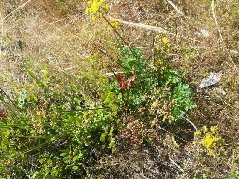 Coastal Biscuitroot photo 7