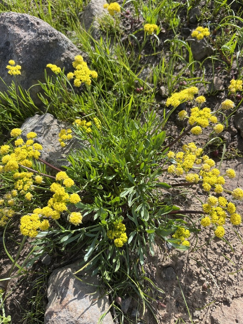 Umatilla Biscuitroot