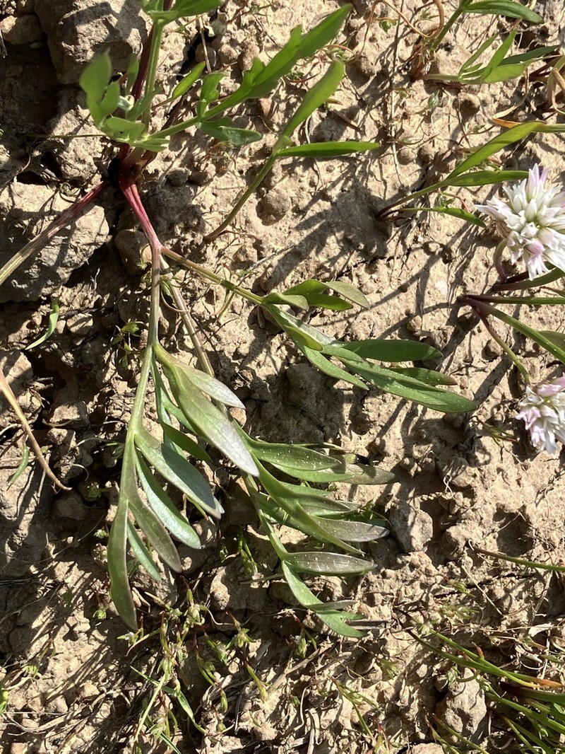 Umatilla Biscuitroot photo 5
