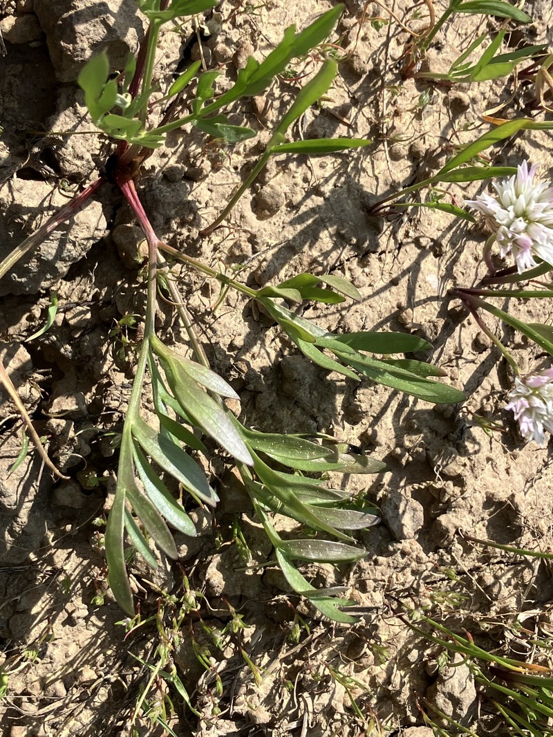 Umatilla Biscuitroot photo 7