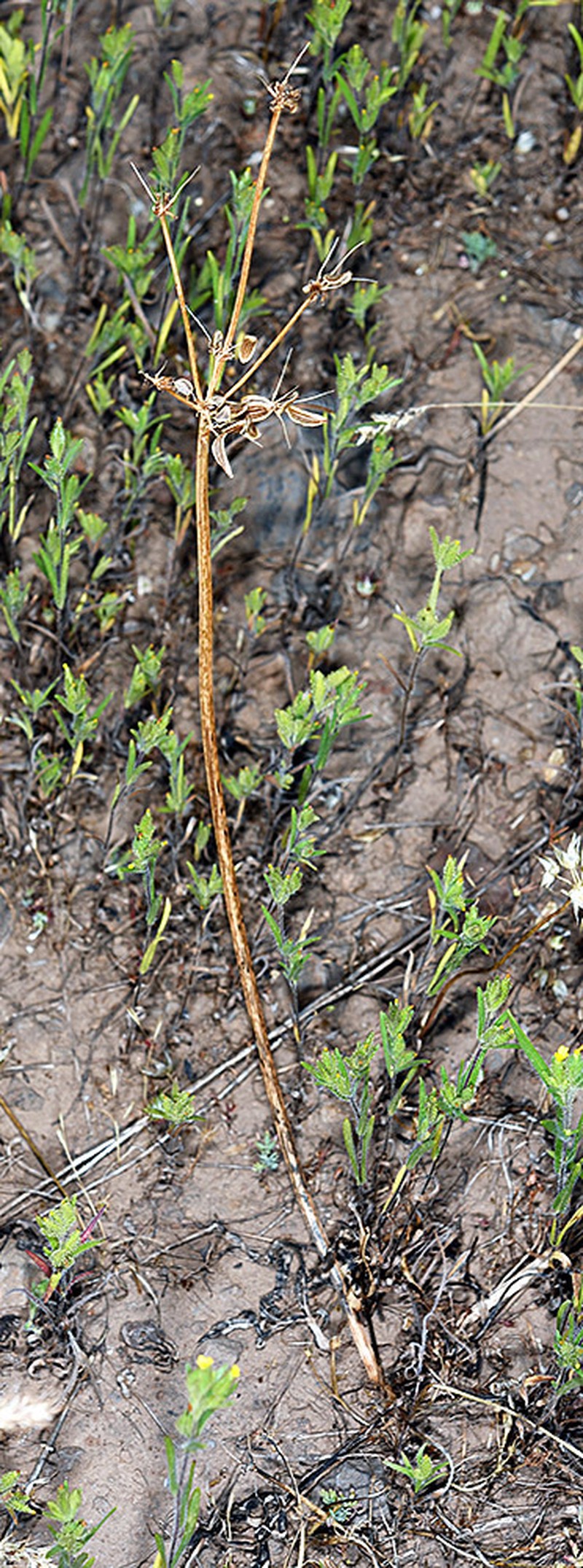 Umatilla Biscuitroot photo 8