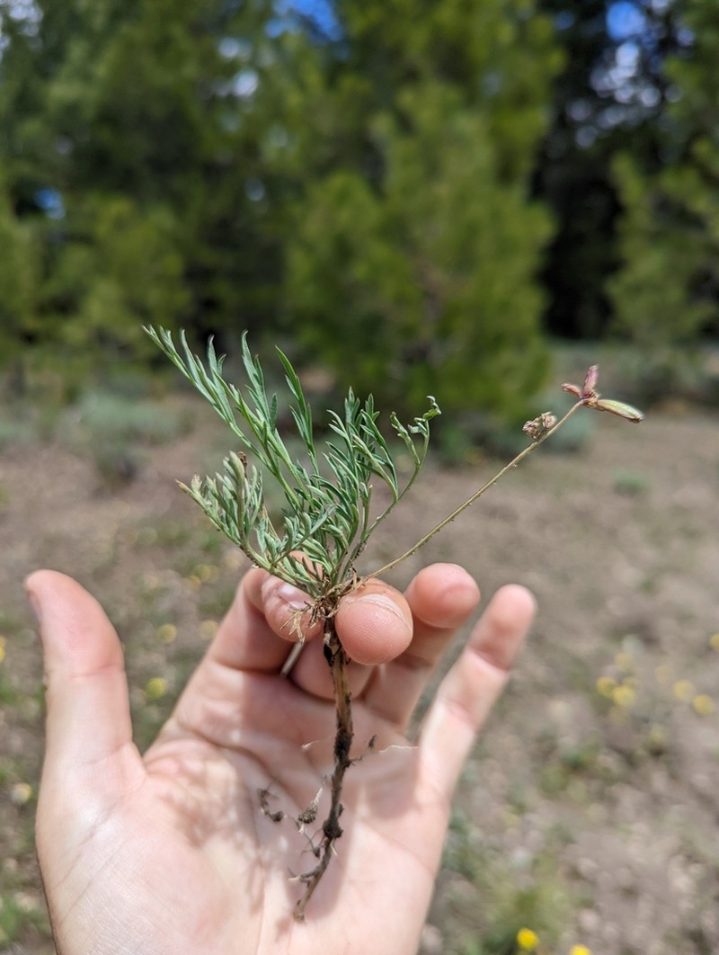 Peck's Desertparsley photo 2